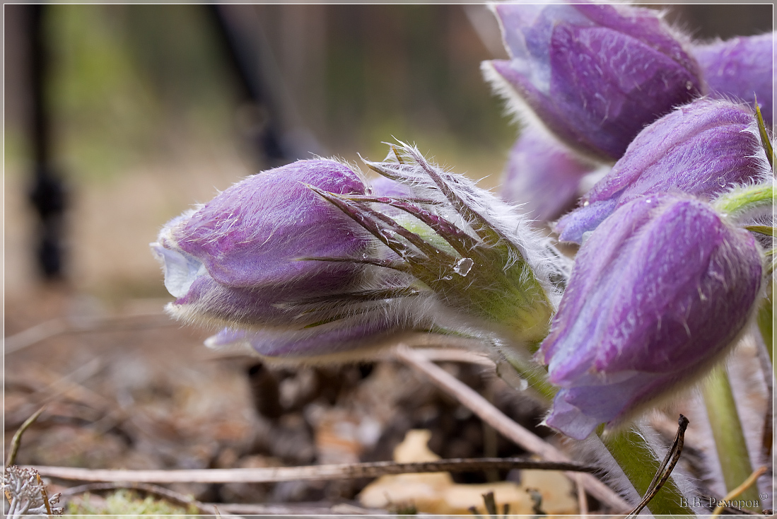 Изображение особи Pulsatilla patens.