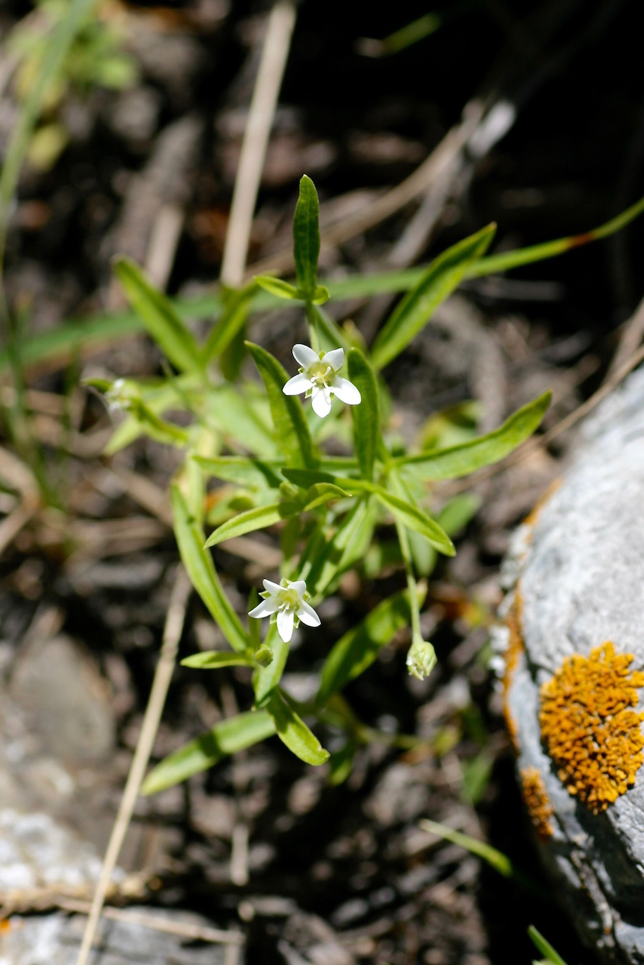 Изображение особи Moehringia umbrosa.