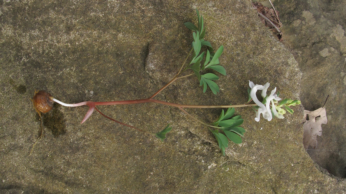 Image of Corydalis teberdensis specimen.