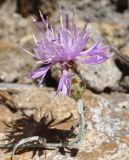 Centaurea affinis