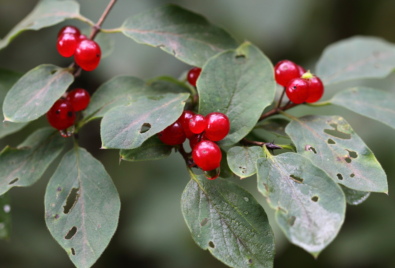 Image of Lonicera xylosteum specimen.