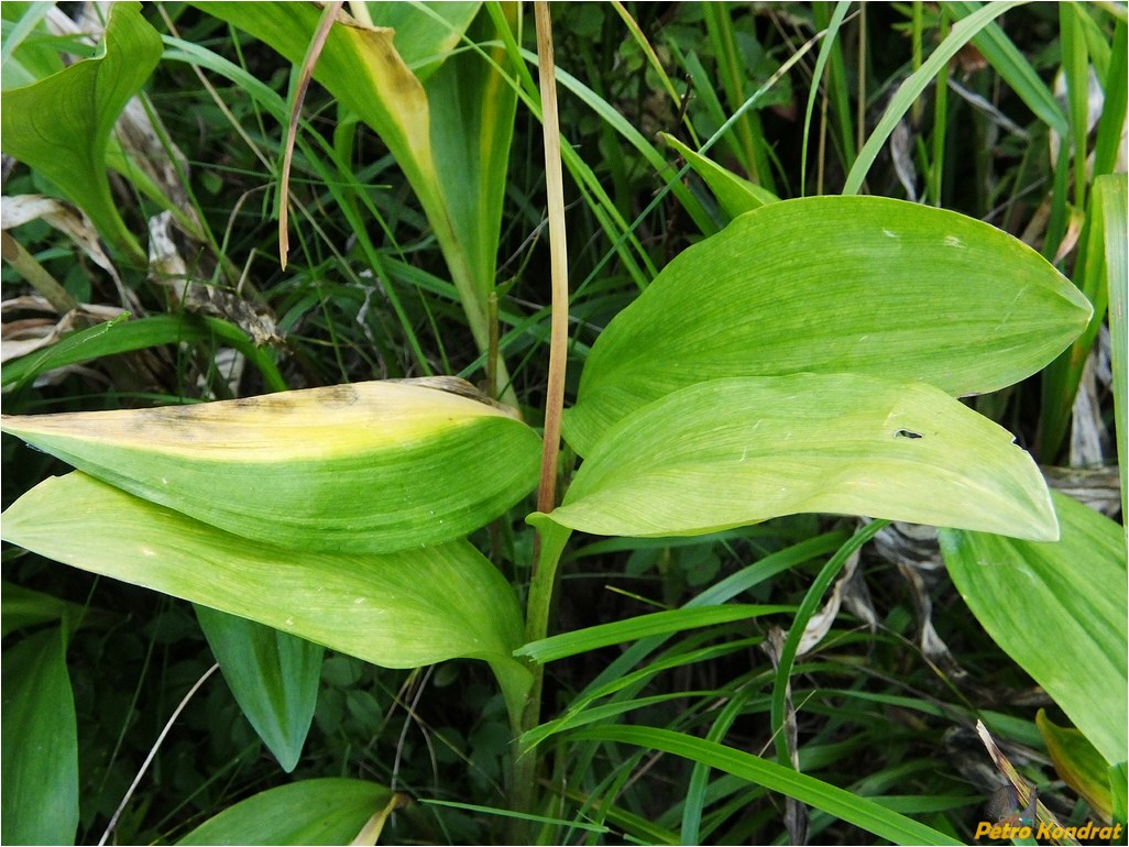 Image of Allium victorialis specimen.