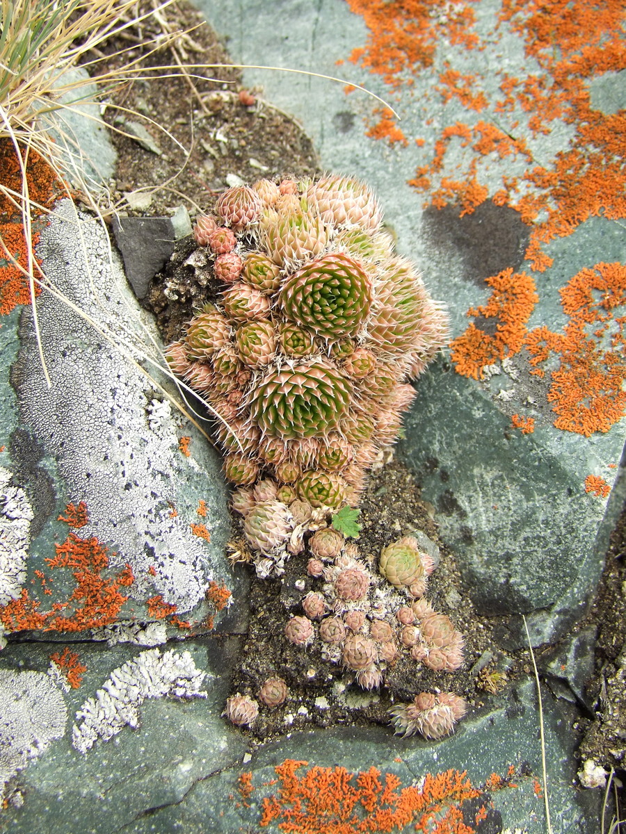 Image of Orostachys spinosa specimen.