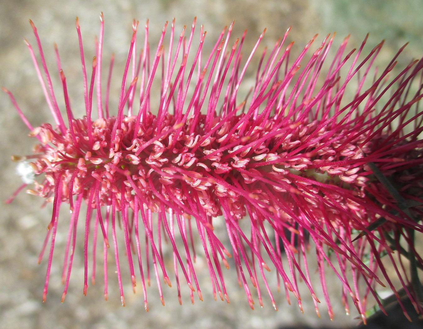 Image of Grevillea paradoxa specimen.