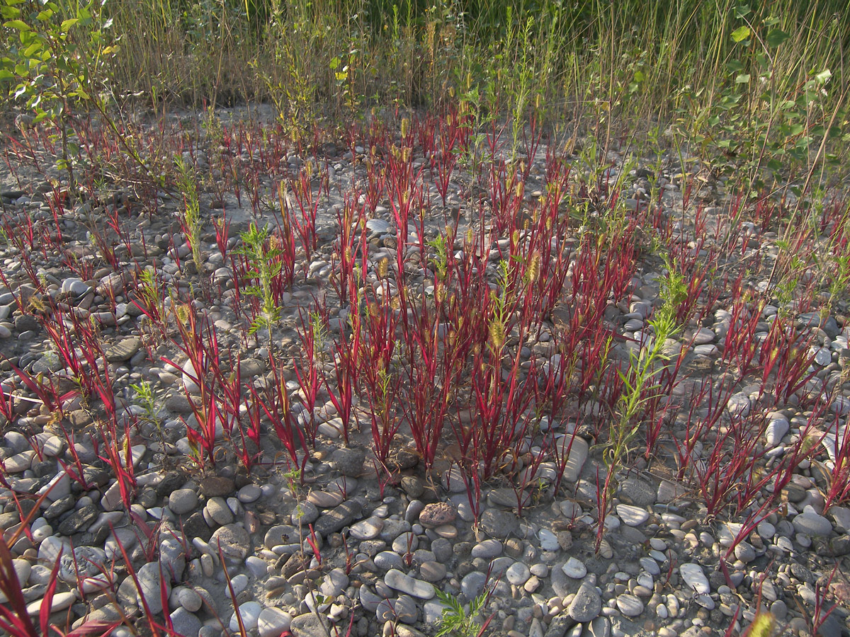 Image of Setaria pumila specimen.