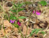 Lathyrus vernus. Верхушка цветущего растения. Республика Татарстан, г. Бавлы. 06.05.2010.