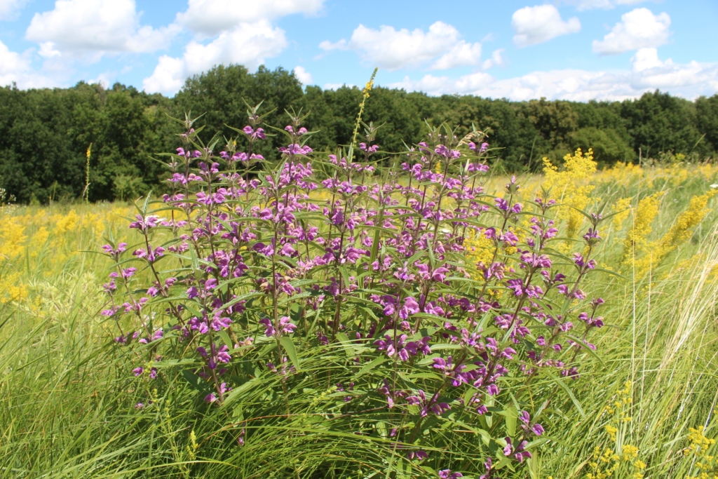 Image of Phlomis pungens specimen.