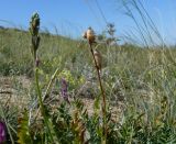 Oxytropis songarica. Повторно зацветшее растение со зрелыми плодами. Восточно-Казахстанская обл., Уланский р-н, окр. оз. Дубыгалинского (оз. Окуньки). 16.08.2009.