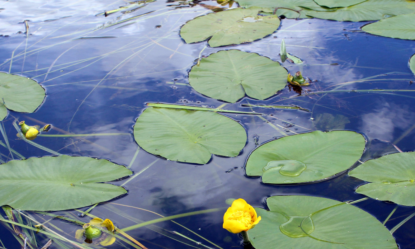 Image of Nuphar lutea specimen.