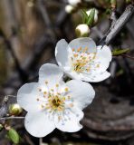 Prunus cerasifera. Часть ветви с бутонами и цветками. Узбекистан, г. Ташкент, пос. Улугбек. 16.03.2018.