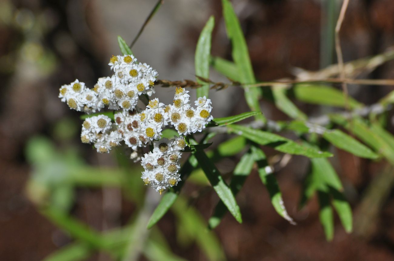 Image of Anaphalis margaritacea specimen.