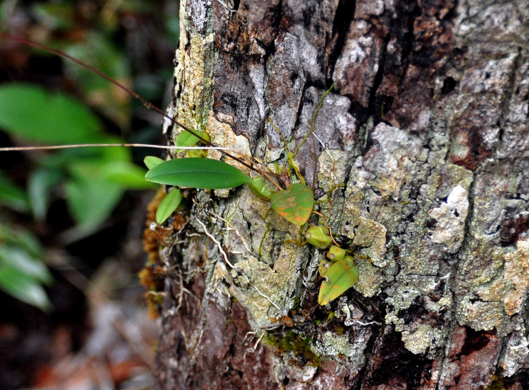 Изображение особи Bulbophyllum gracillimum.