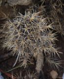 Astragalus echinus
