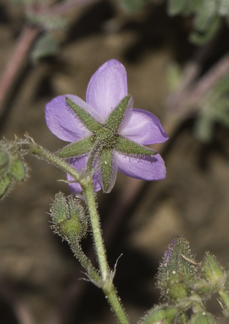 Изображение особи Spergularia fimbriata.