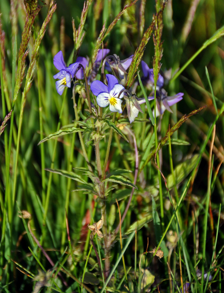 Изображение особи Viola tricolor.