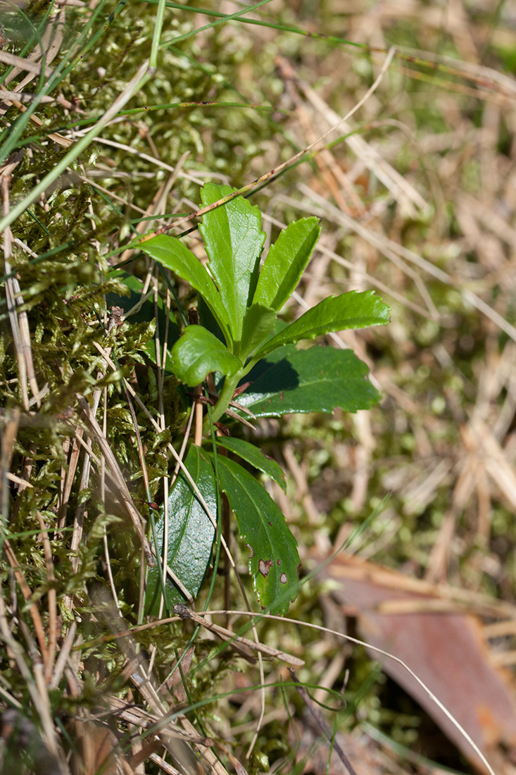 Изображение особи Chimaphila umbellata.