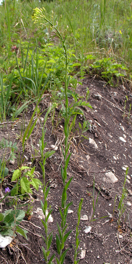 Image of Camelina microcarpa specimen.