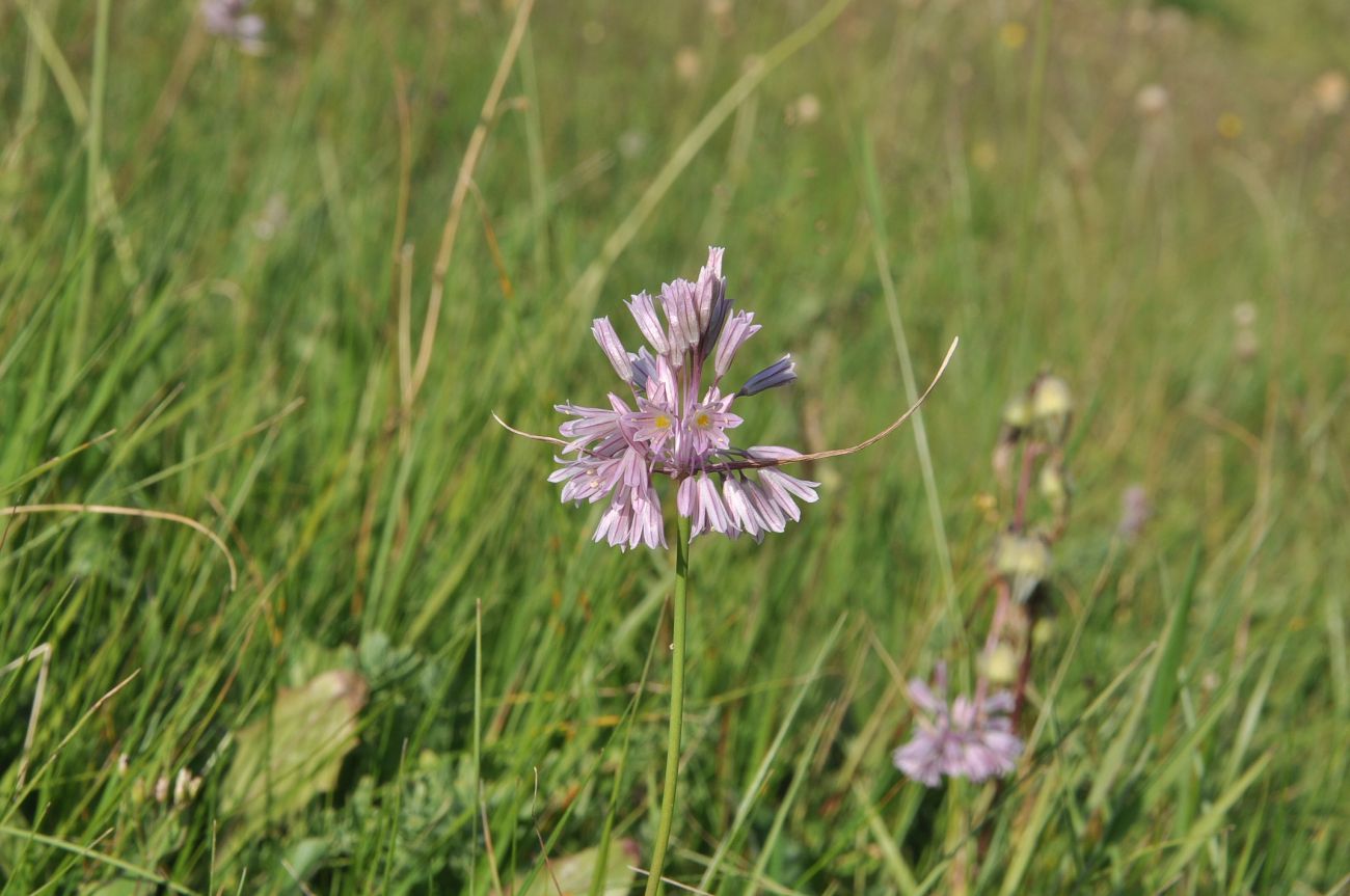 Изображение особи Allium kunthianum.