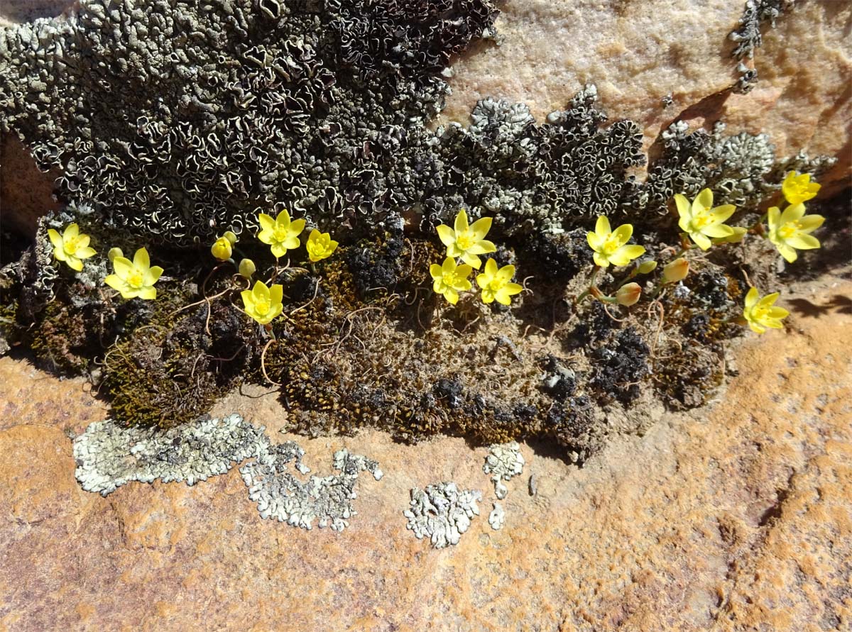 Image of Ornithogalum rupestre specimen.