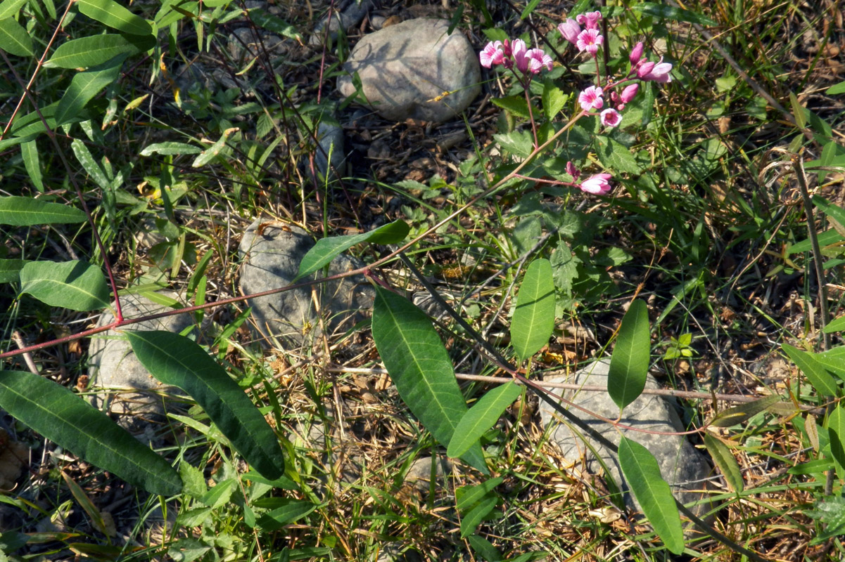 Image of Trachomitum lancifolium specimen.