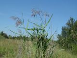 Phragmites australis. Верхушки плодоносящих растений. Иркутская обл., Усольский р-н, долина р. Китой, луг. 31.07.2018.