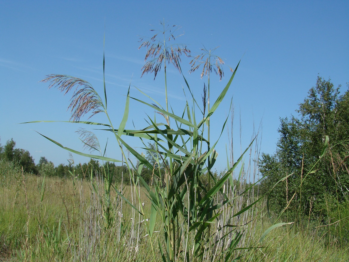 Изображение особи Phragmites australis.