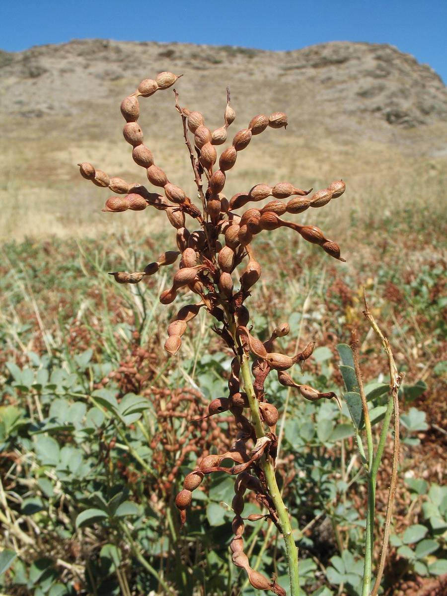 Image of Glycyrrhiza aspera specimen.