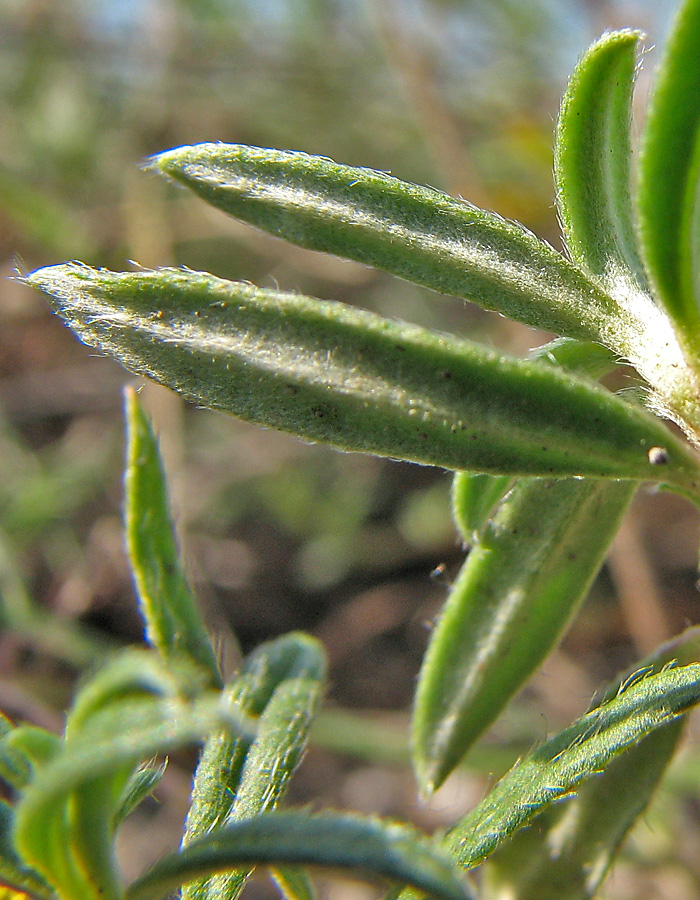 Image of Helianthemum cretophilum specimen.