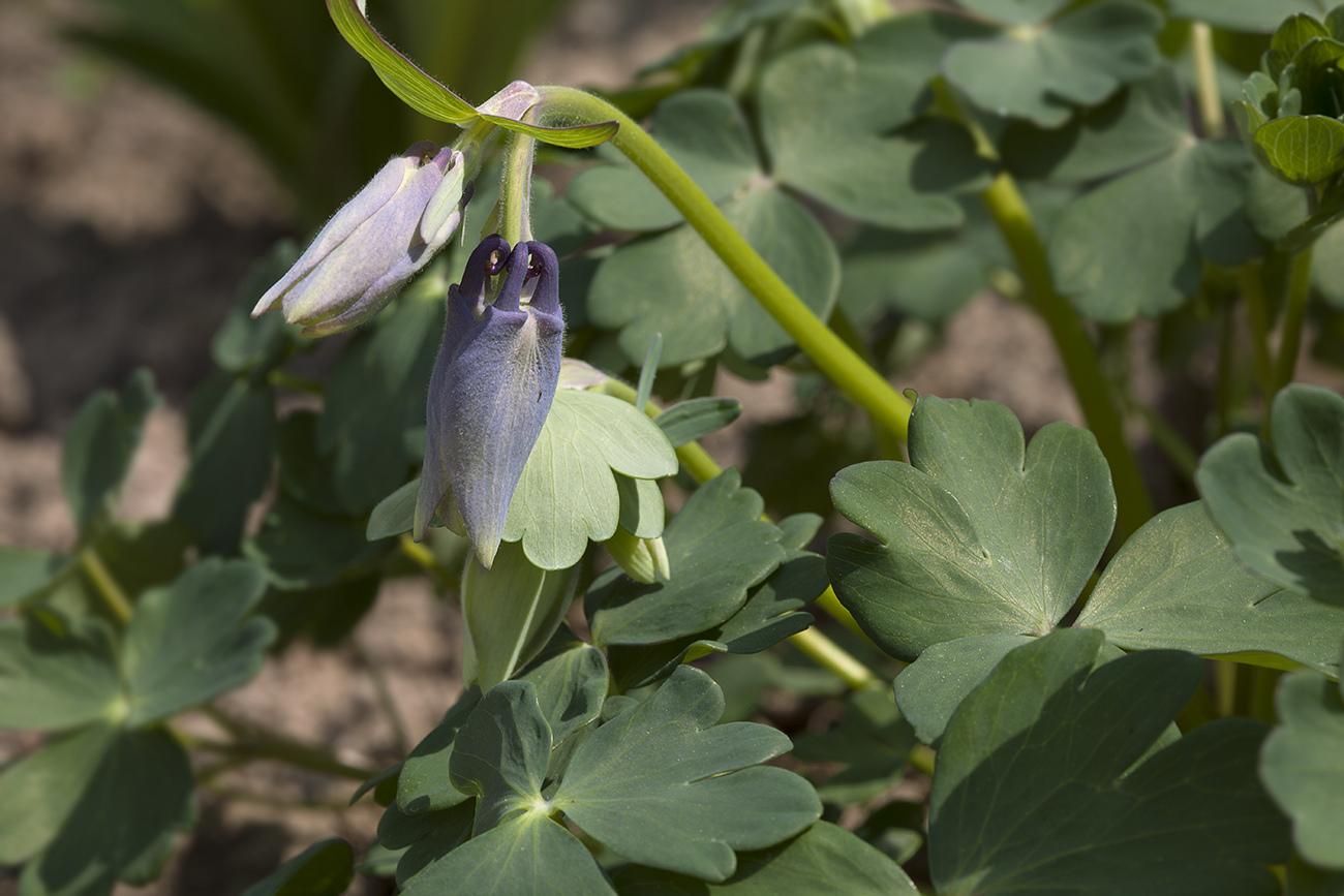 Image of Aquilegia flabellata specimen.