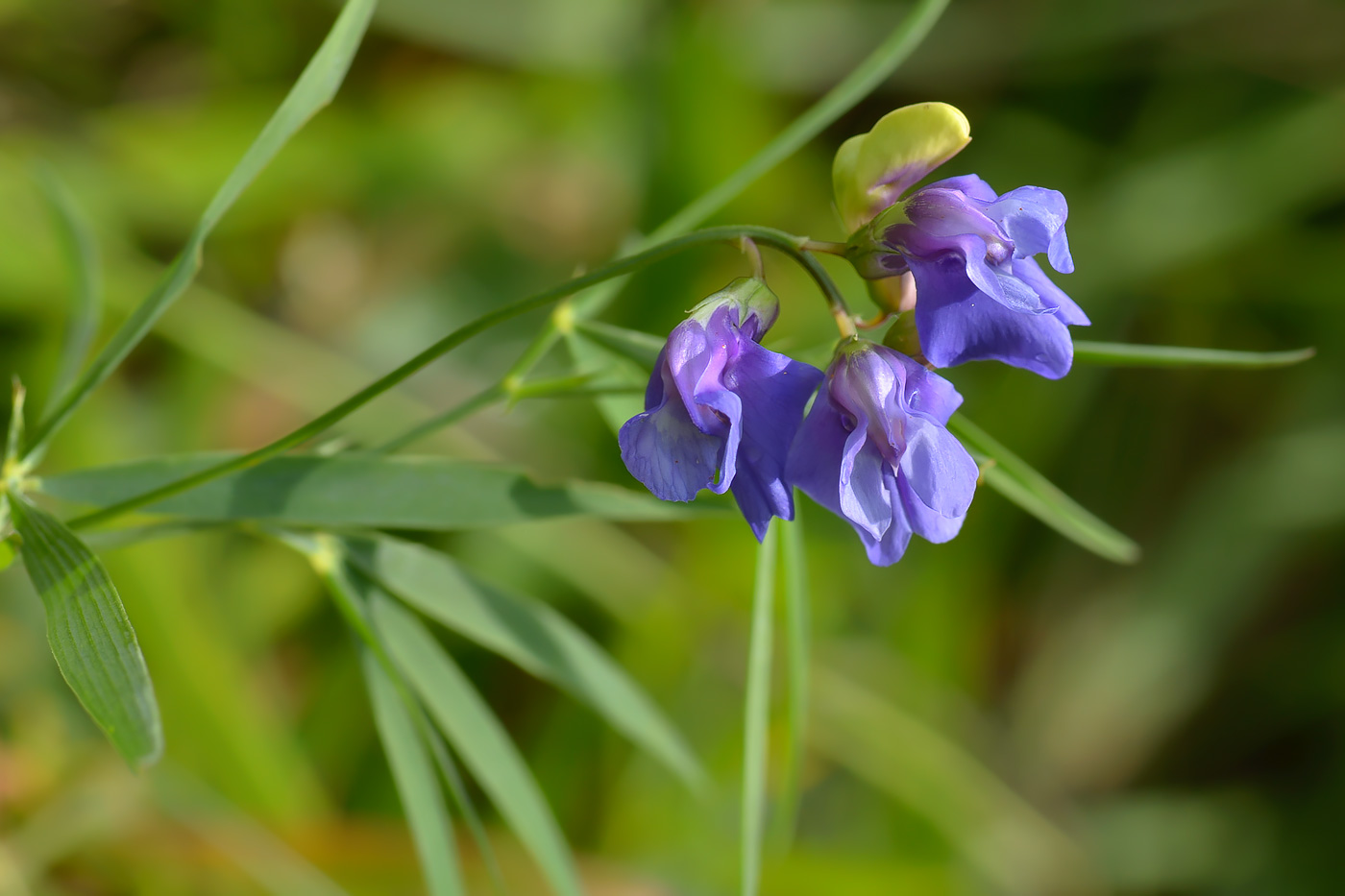 Image of Lathyrus cyaneus specimen.