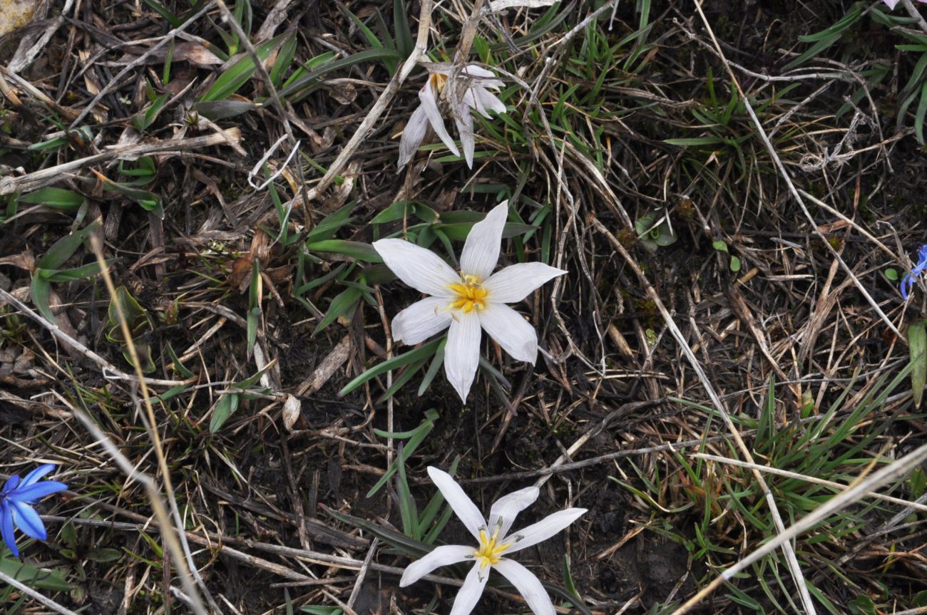 Image of genus Colchicum specimen.