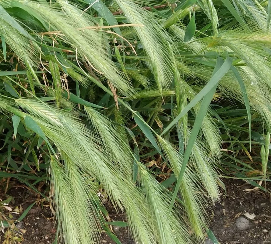 Image of Hordeum leporinum specimen.