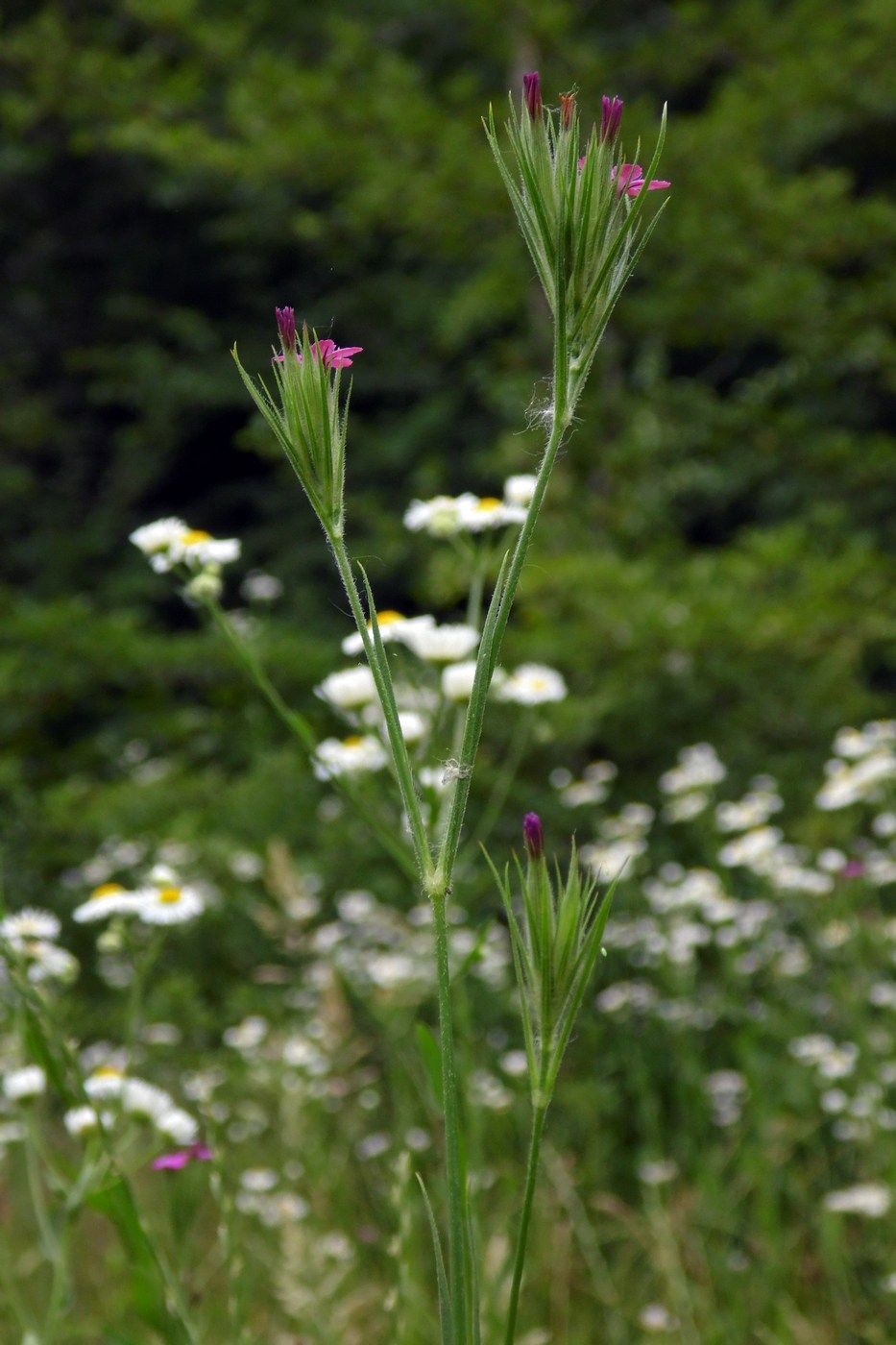 Image of Dianthus armeria specimen.