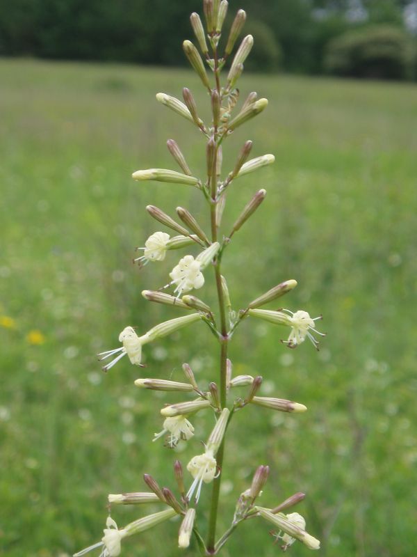 Изображение особи Silene steppicola.