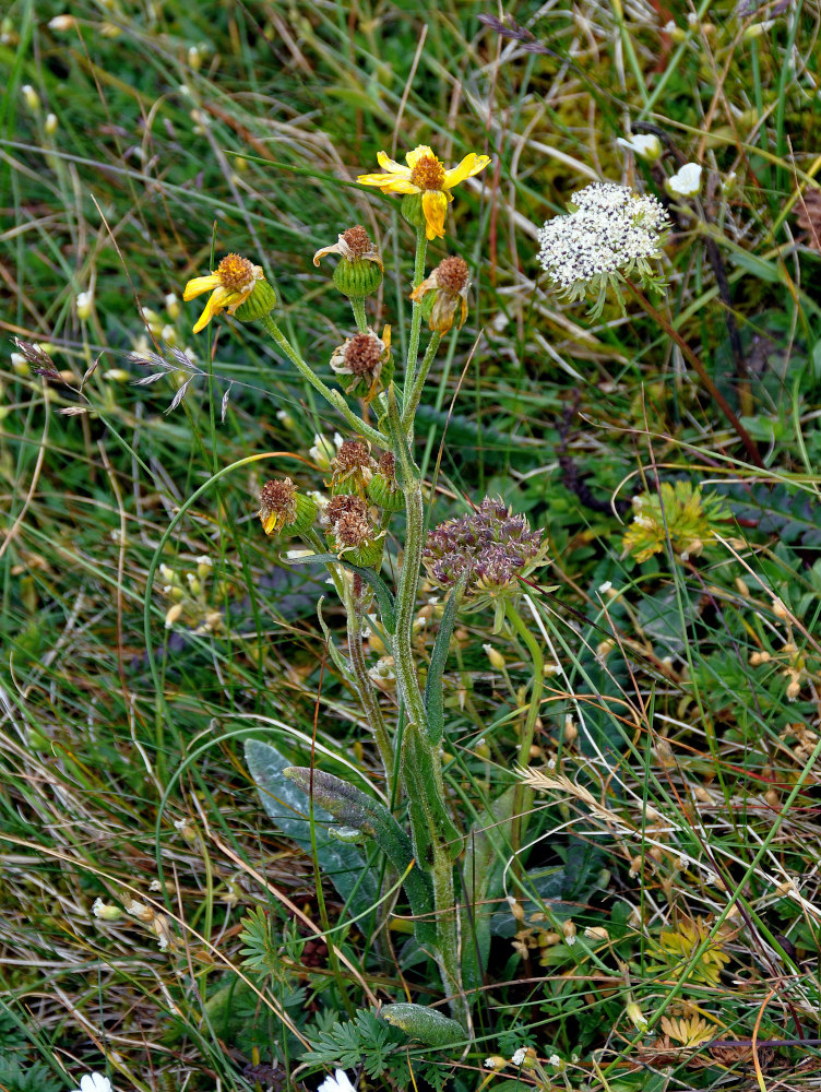 Image of Tephroseris integrifolia specimen.