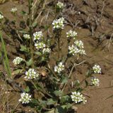 Cochlearia officinalis. Цветущее и плодоносящее растение на песке. Магаданская обл., Ольский р-н, окр. пгт Ола, вблизи устья р. Ола. 12.07.2019.