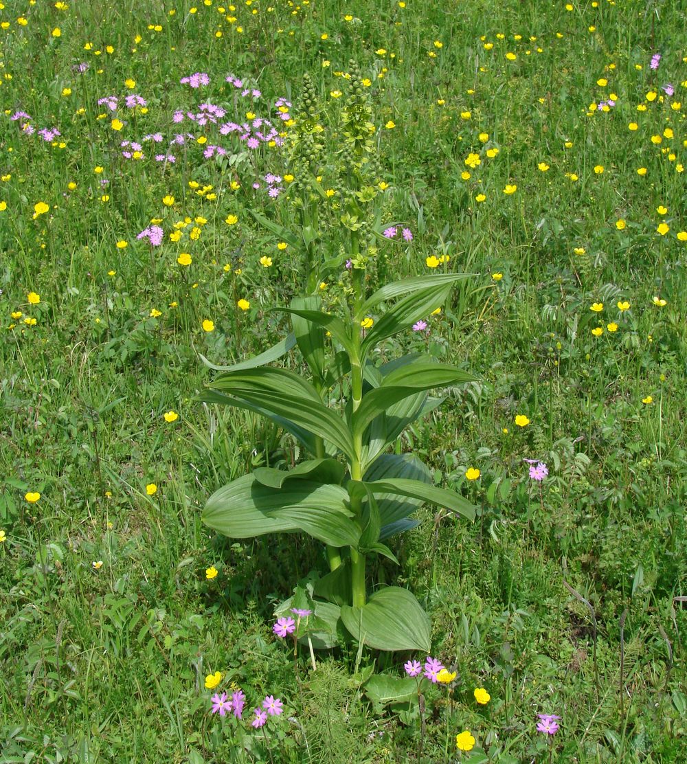 Image of Veratrum lobelianum specimen.