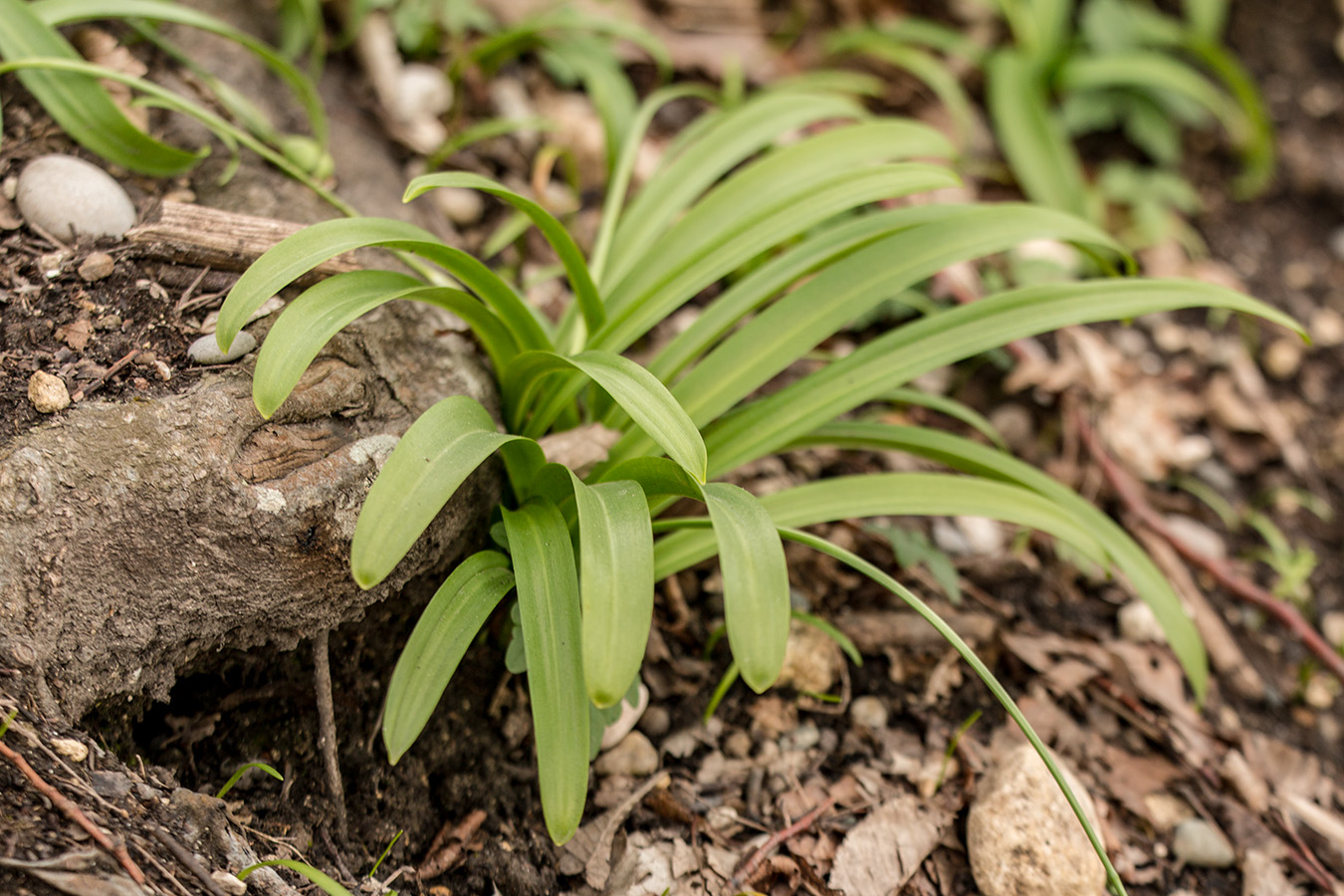 Изображение особи Galanthus woronowii.