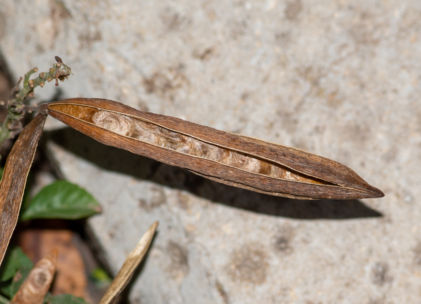 Image of Tecomaria capensis specimen.