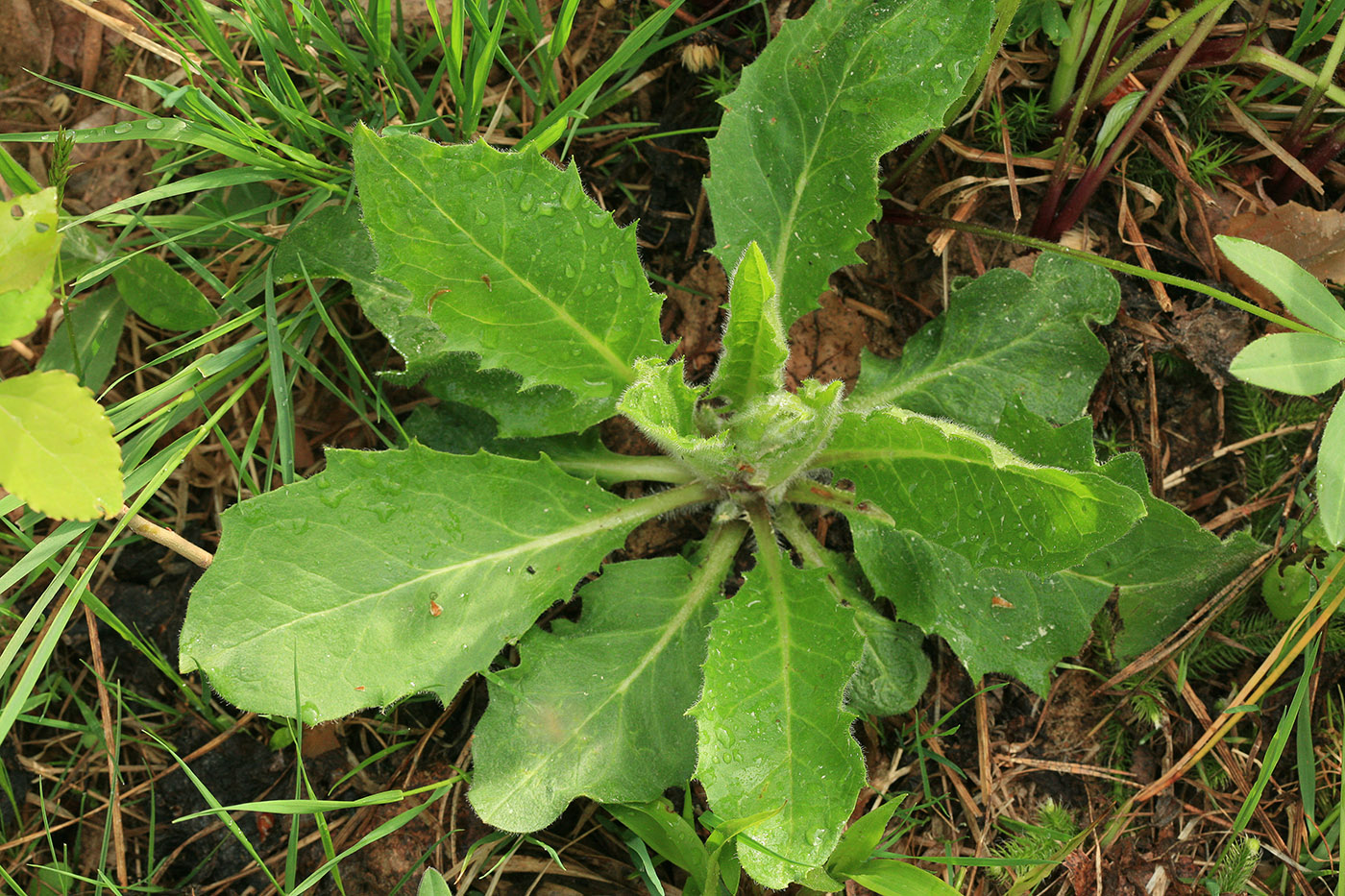 Image of genus Hieracium specimen.