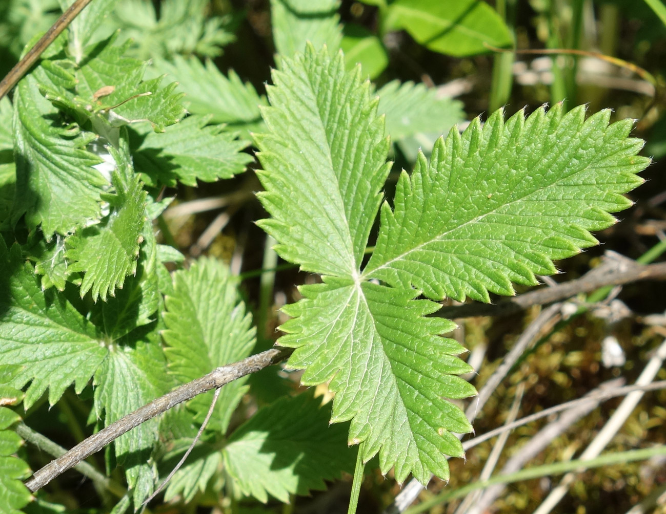 Изображение особи Potentilla nivea.