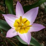 Tulipa подвид bakeri