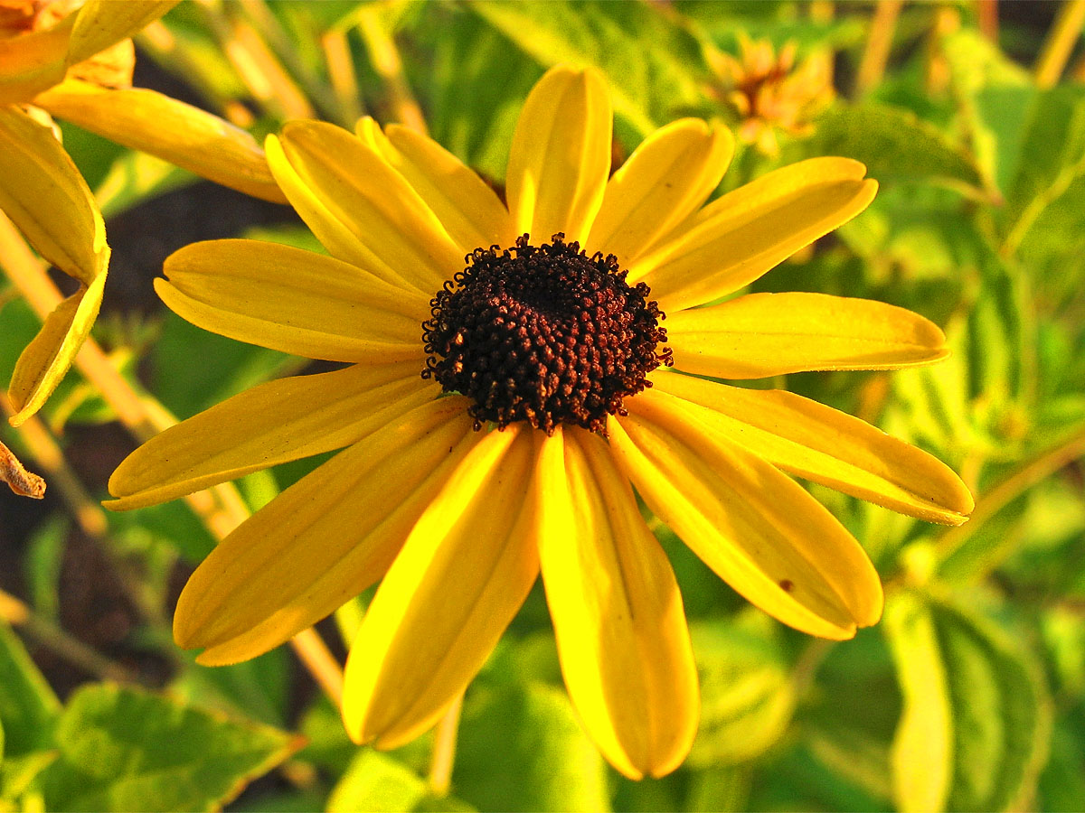 Image of Rudbeckia heliopsidis specimen.