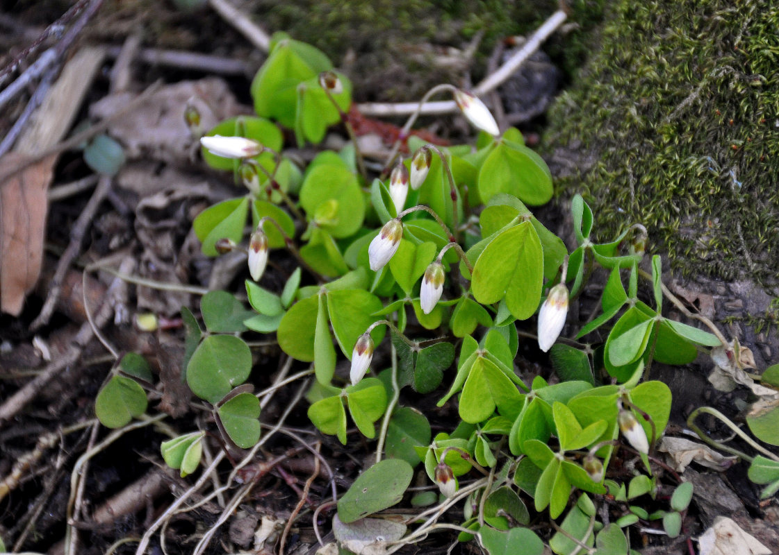 Изображение особи Oxalis acetosella.