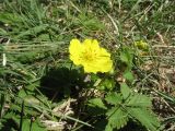 Potentilla reptans