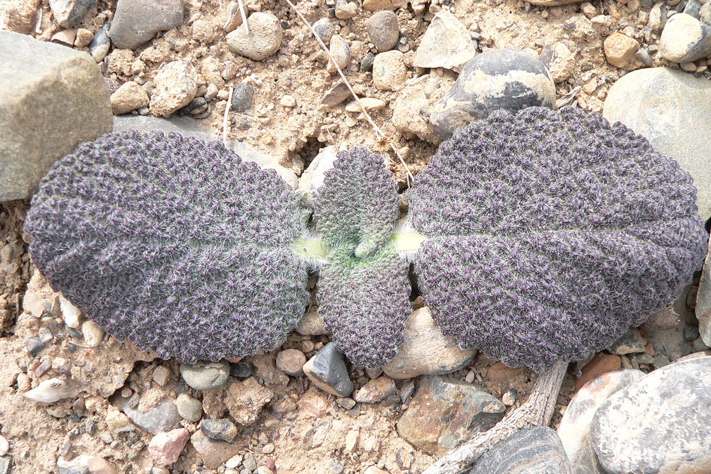 Image of Eremostachys isochila specimen.