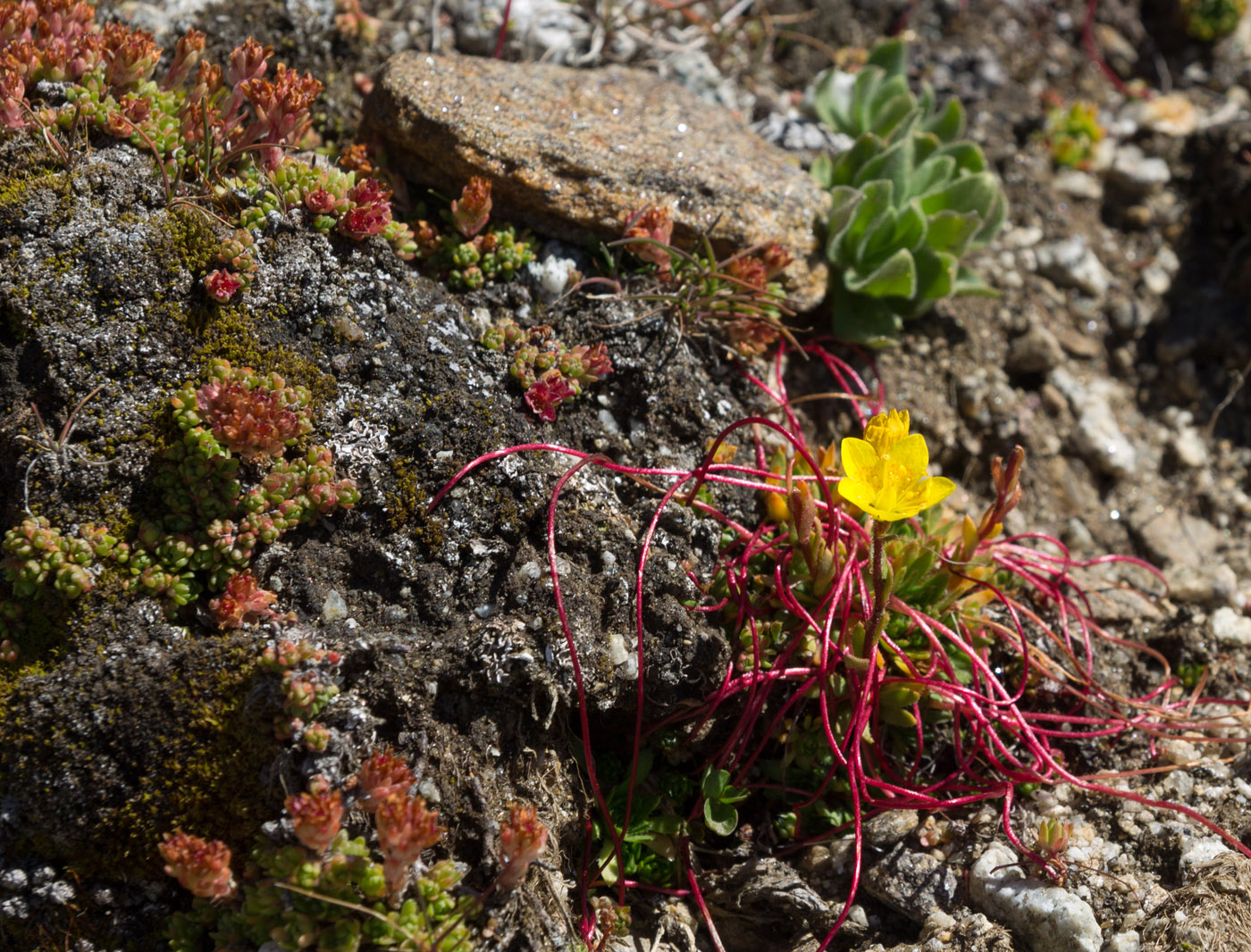 Изображение особи Saxifraga flagellaris.