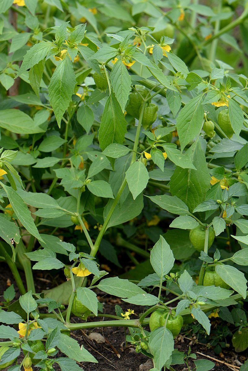 Image of Physalis ixocarpa specimen.