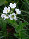 Cardamine amara. Верхушка цветущего растения. Свердловская обл., окр. г. Североуральск, подножие Сосьвинского хребта, луг на берегу р. Большая Сосьва. 29.026.2010.