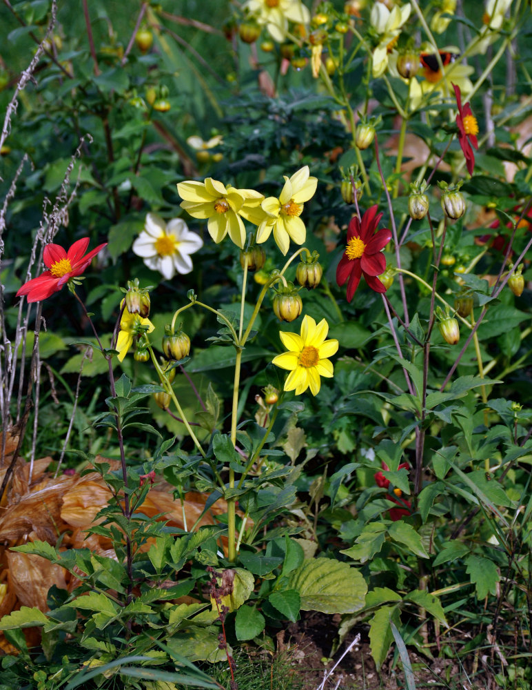 Изображение особи Dahlia pinnata.